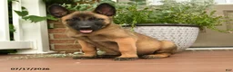Belgian Malinois dogs for sale: Rowan - Ad 3