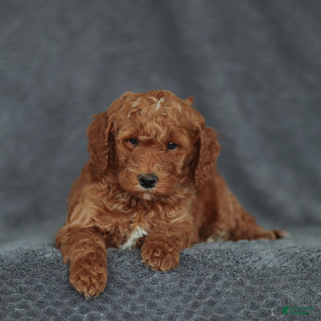 Mixed Breed dogs for sale: Ranger Jr. - Ad 4