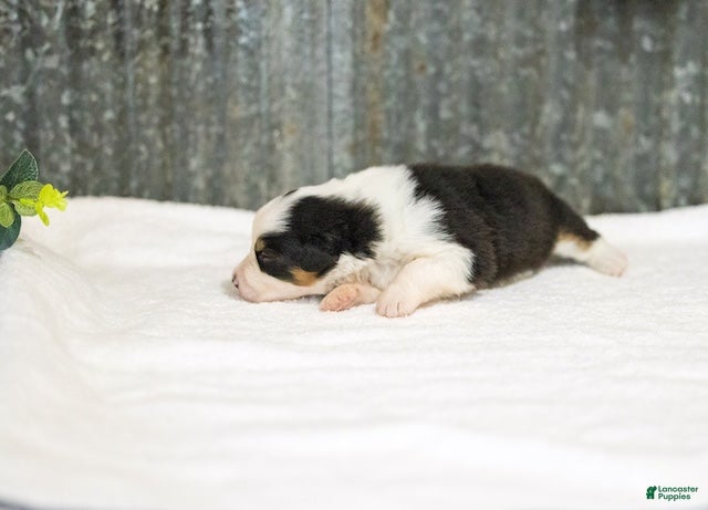 Miniature Australian Shepherd dogs Larana Miniature Australian Shepherd Puppy  - Ad 2
