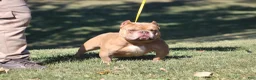 American Bully dogs for sale: Krillin - Ad 4