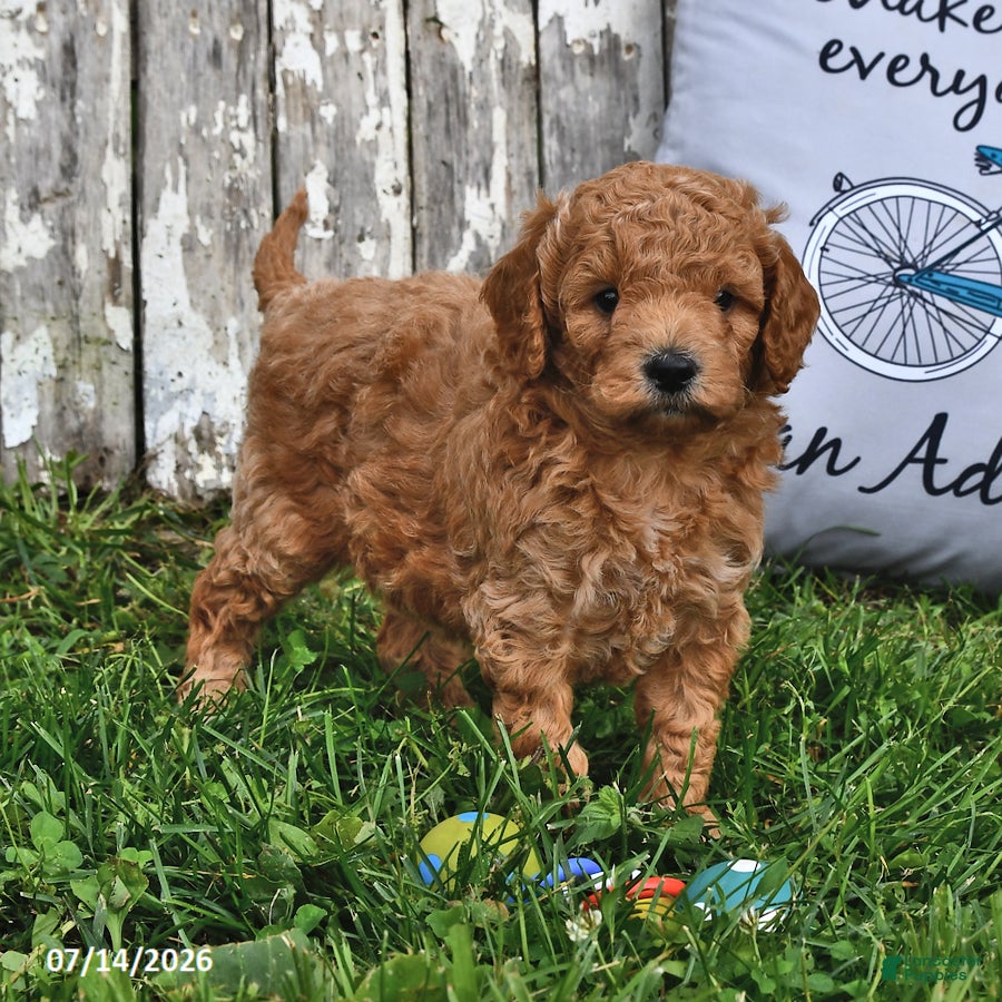 Goldendoodle dogs Becky - Ad 2