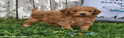 Goldendoodle dogs for sale: Becky - Ad 2