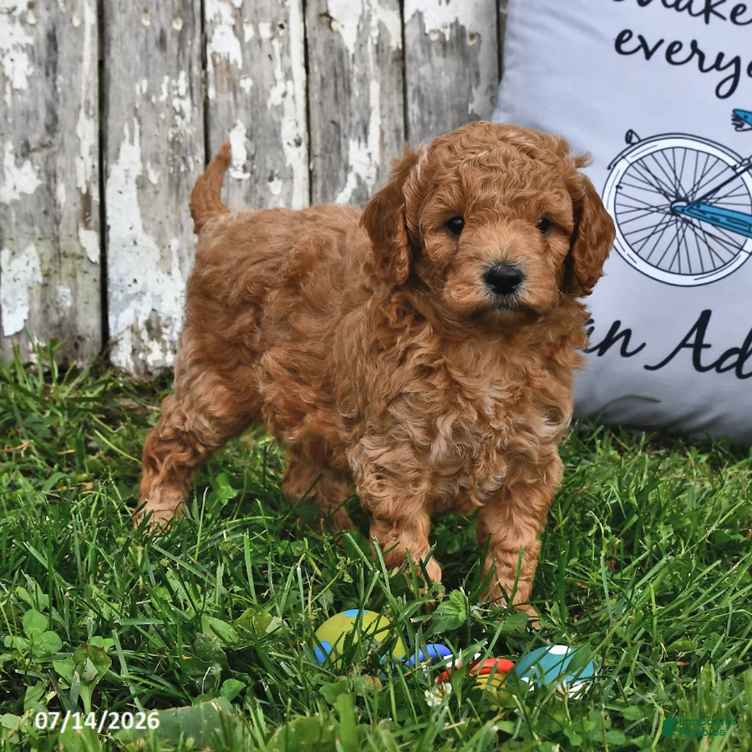 Goldendoodle dogs for sale: Becky - Ad 2