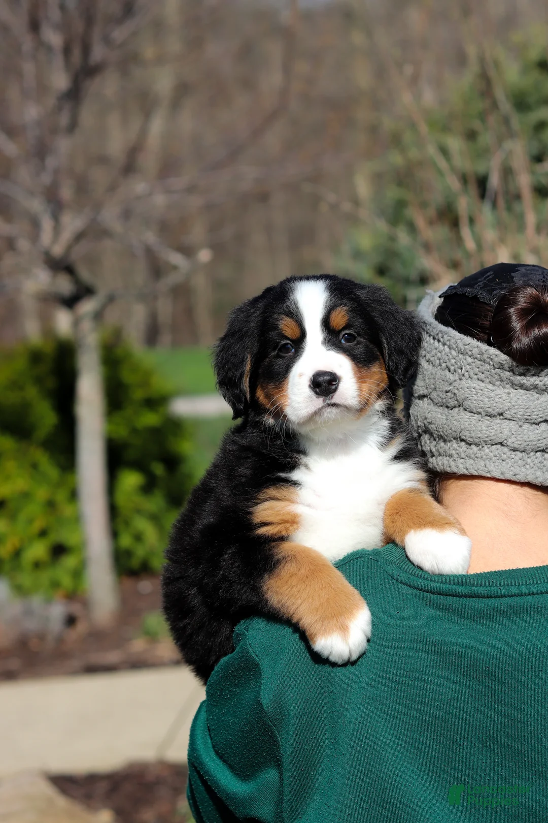 Bernese Mountain Dog dogs for sale: Nala - Ad 11