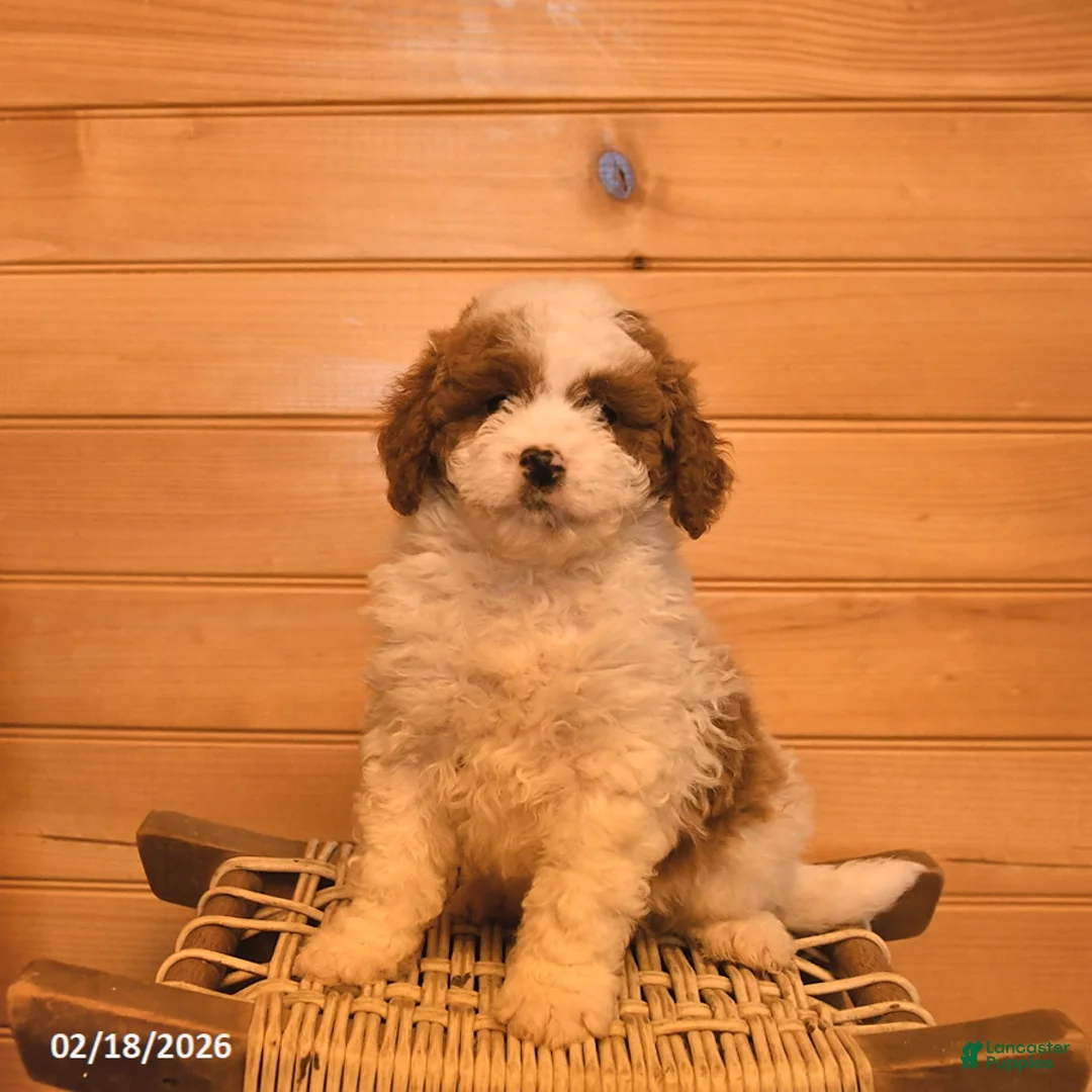 Mini Goldendoodle dogs for sale: Raffi  - Ad 2