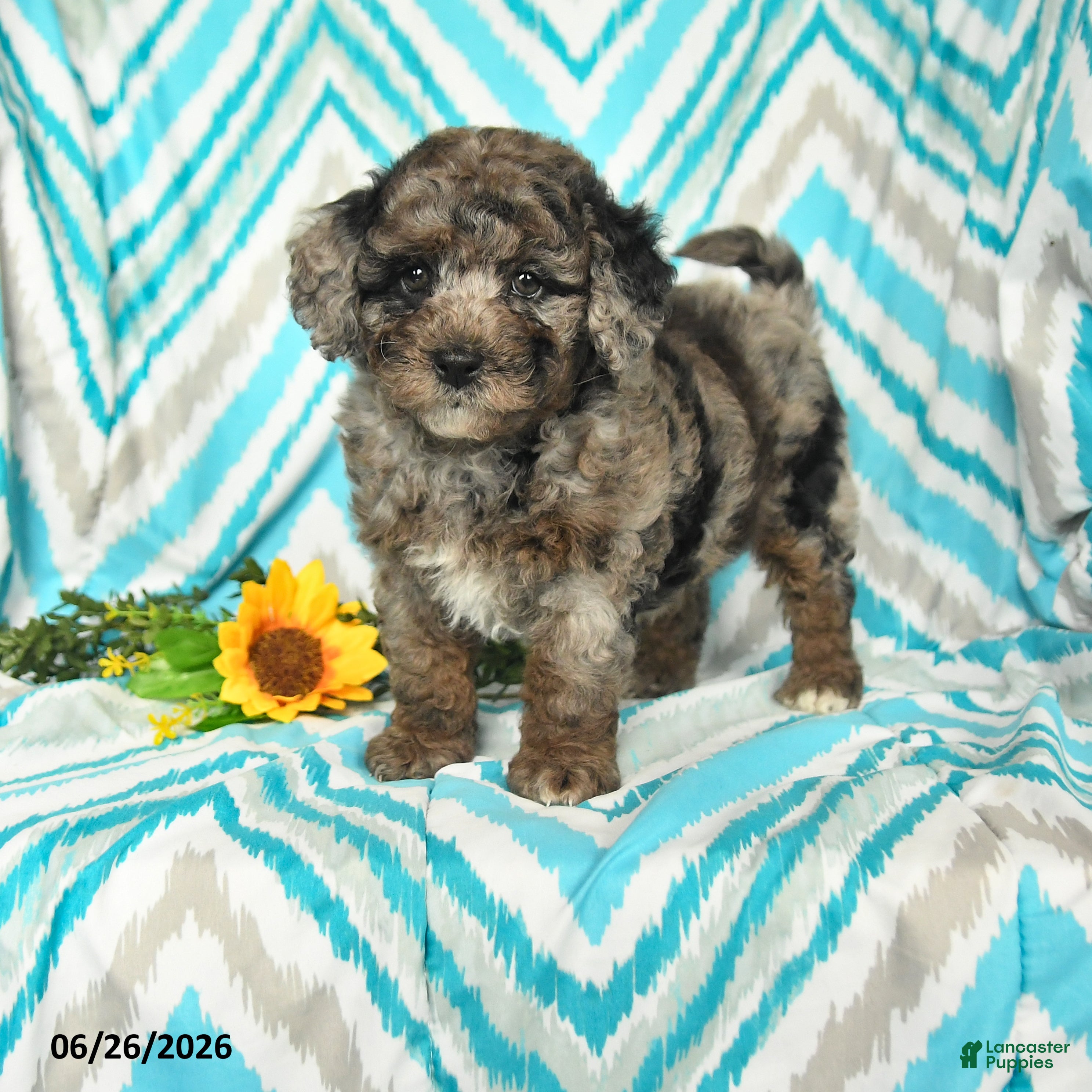 Mini Goldendoodle dogs Julia - Ad 2