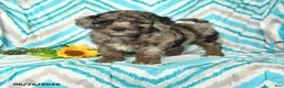 Mini Goldendoodle dogs for sale: Julia - Ad 2