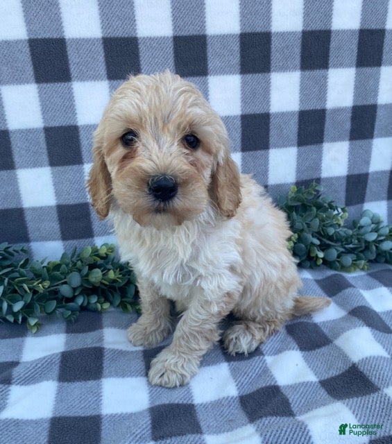 Mini Goldendoodle dogs Logan - Ad 1