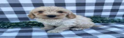 Mini Goldendoodle dogs for sale: Logan - Ad 1