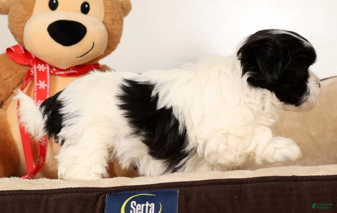 Malshi dogs for sale: Mia - Ad 8