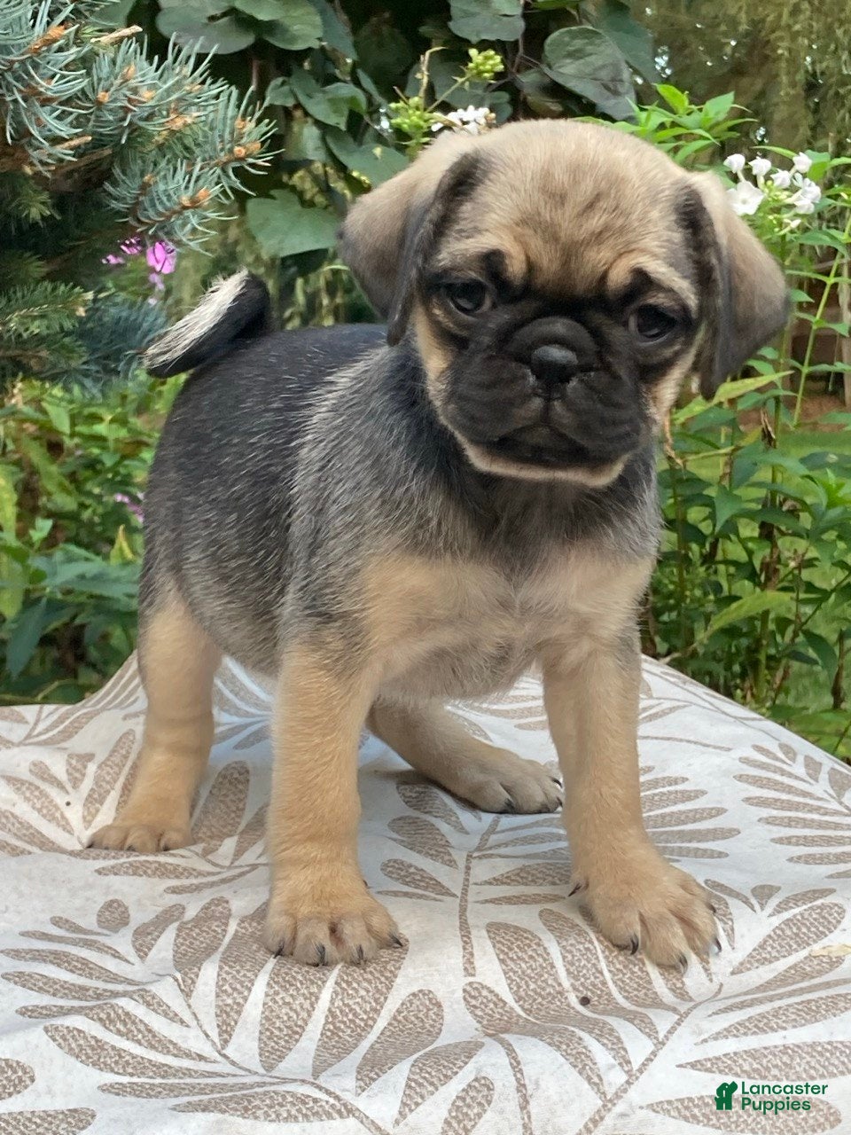 Pug dogs Pug 1 - Ad 1