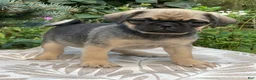 Pug dogs for sale: Pug 1 - Ad 1