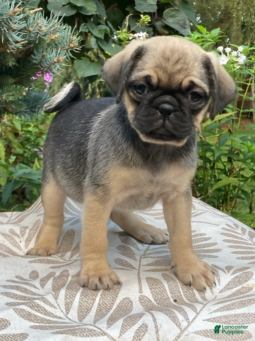 Pug dogs for sale: Pug 1 - Ad 1