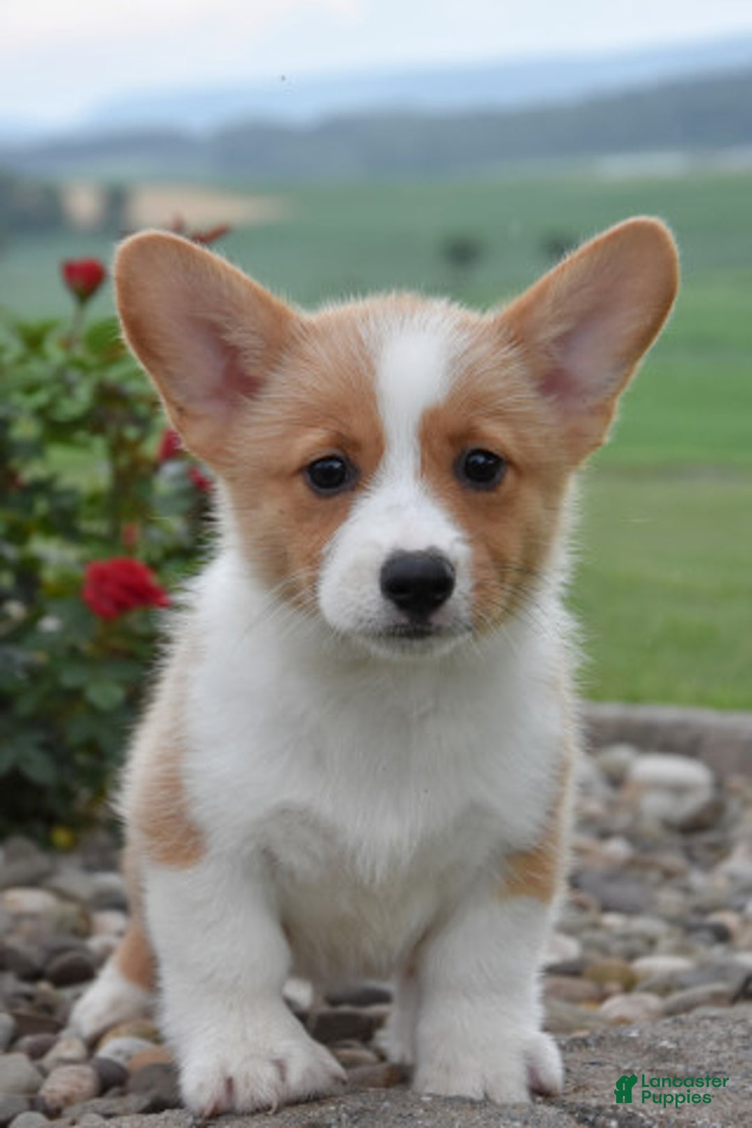 Welsh Corgi Pembroke dogs for sale: Luke - Ad 2