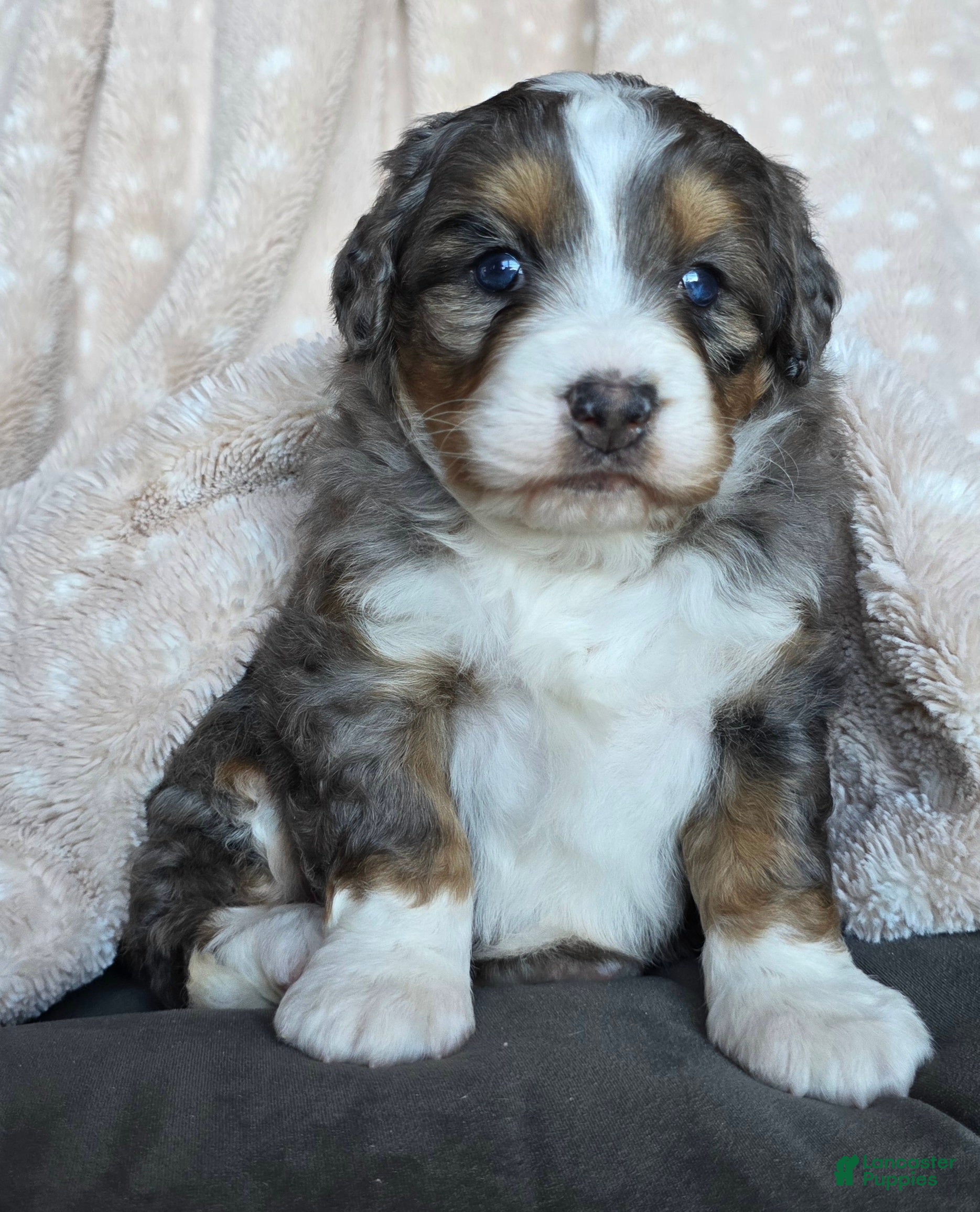 Mini Bernedoodle dogs for sale: Mini Chloe - Ad 2