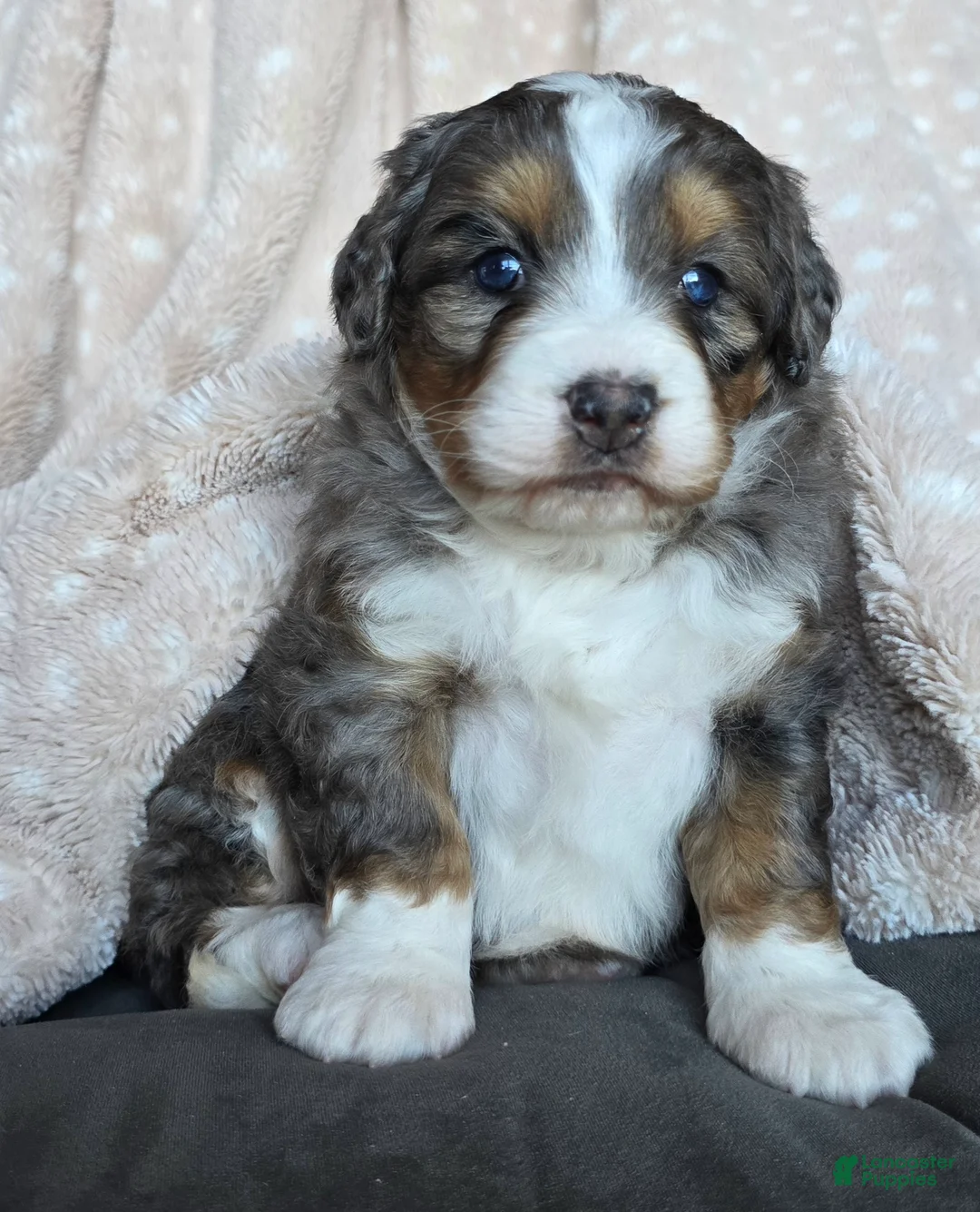 Mini Bernedoodle dogs for sale: Mini Chloe - Ad 2