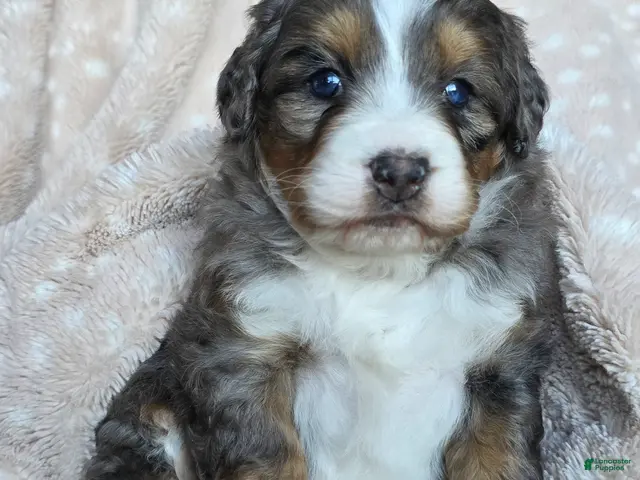 Mini Bernedoodle dogs for sale: Mini Chloe - Ad 2