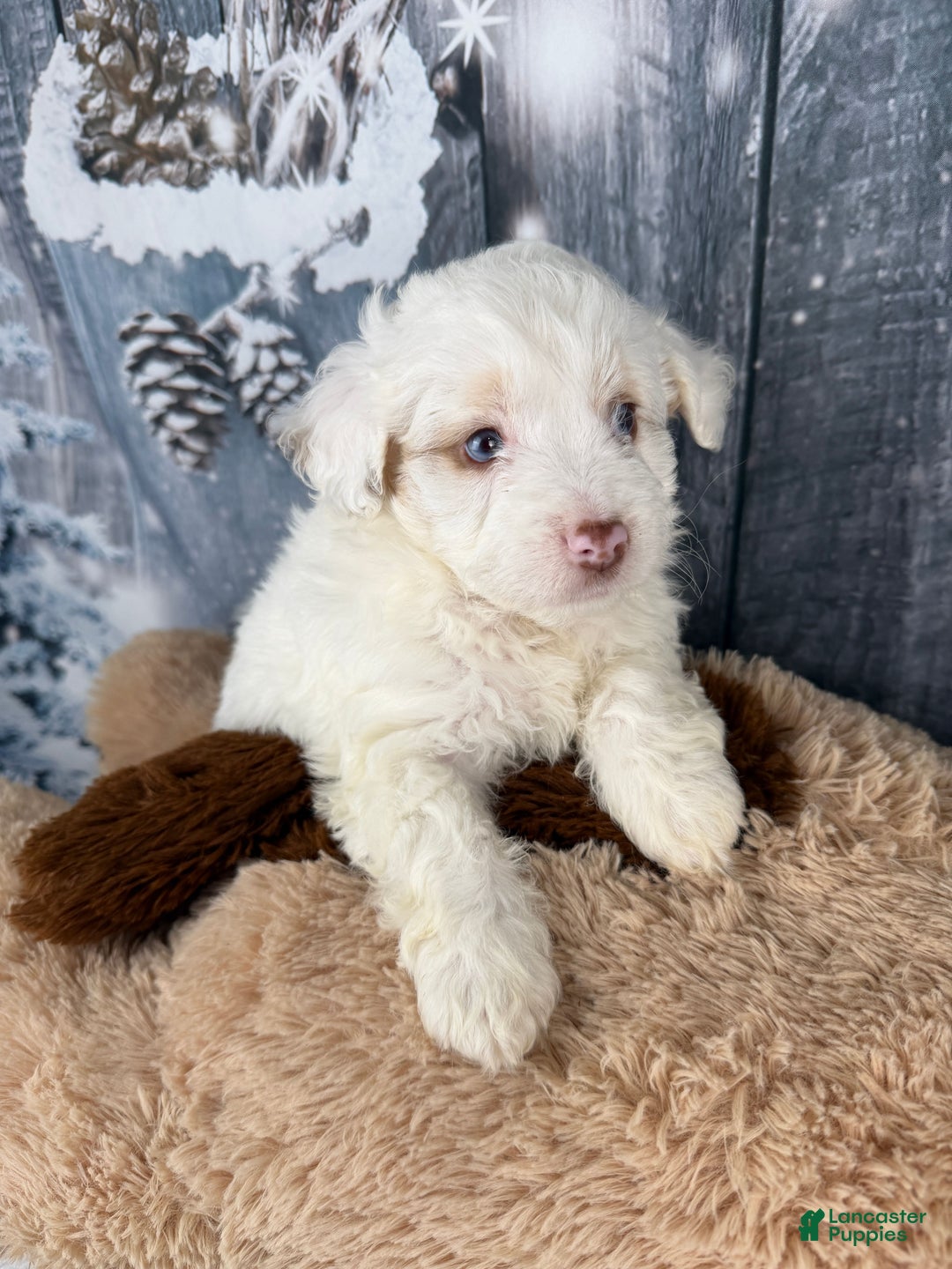 Aussiedoodle dogs for sale: Hosea - Ad 7