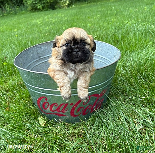 Shih Tzu dogs Jackson - Ad 1
