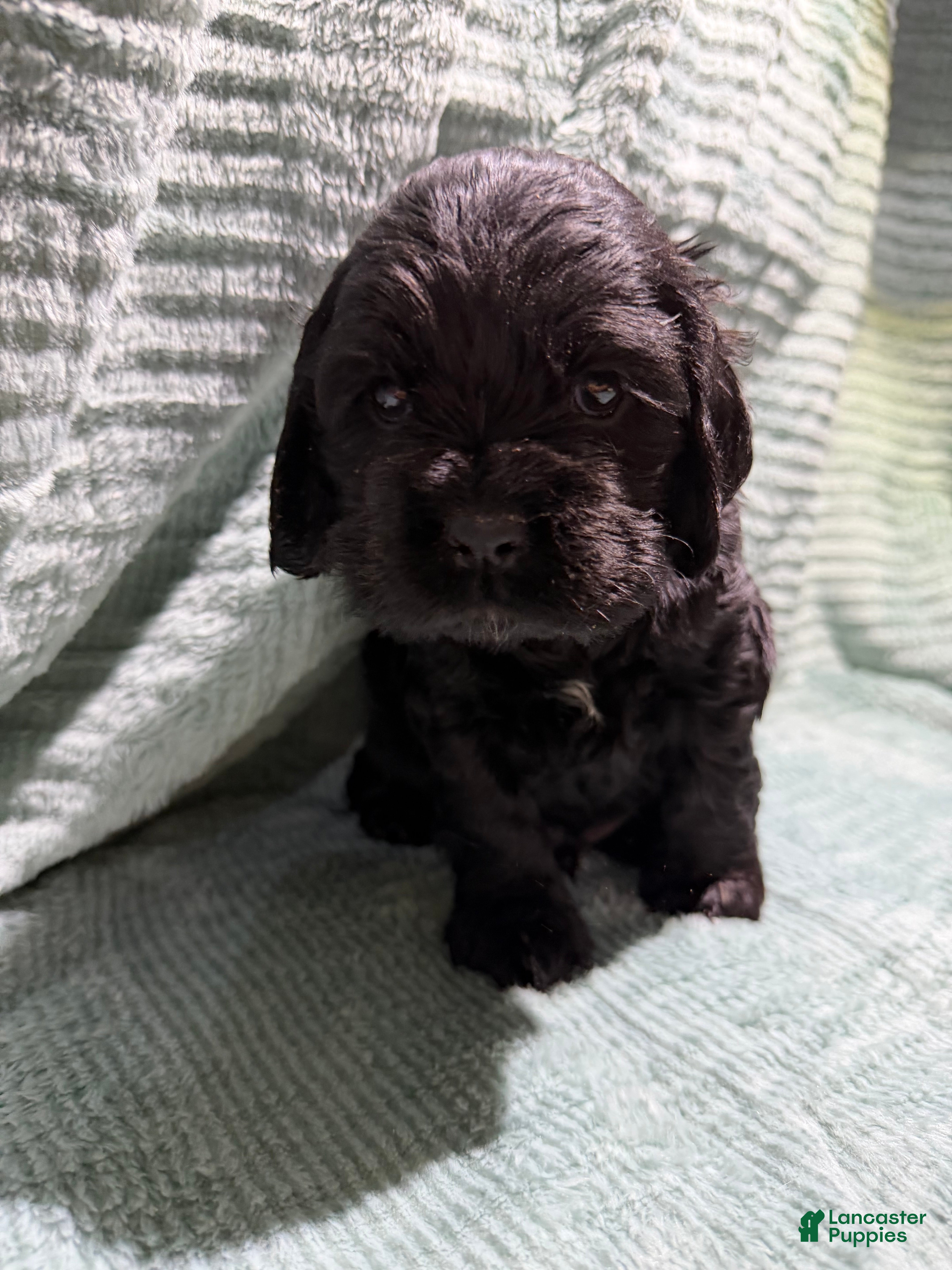 Cocker Spaniel dogs Cocker Spaniel Puppy 2 - Ad 29