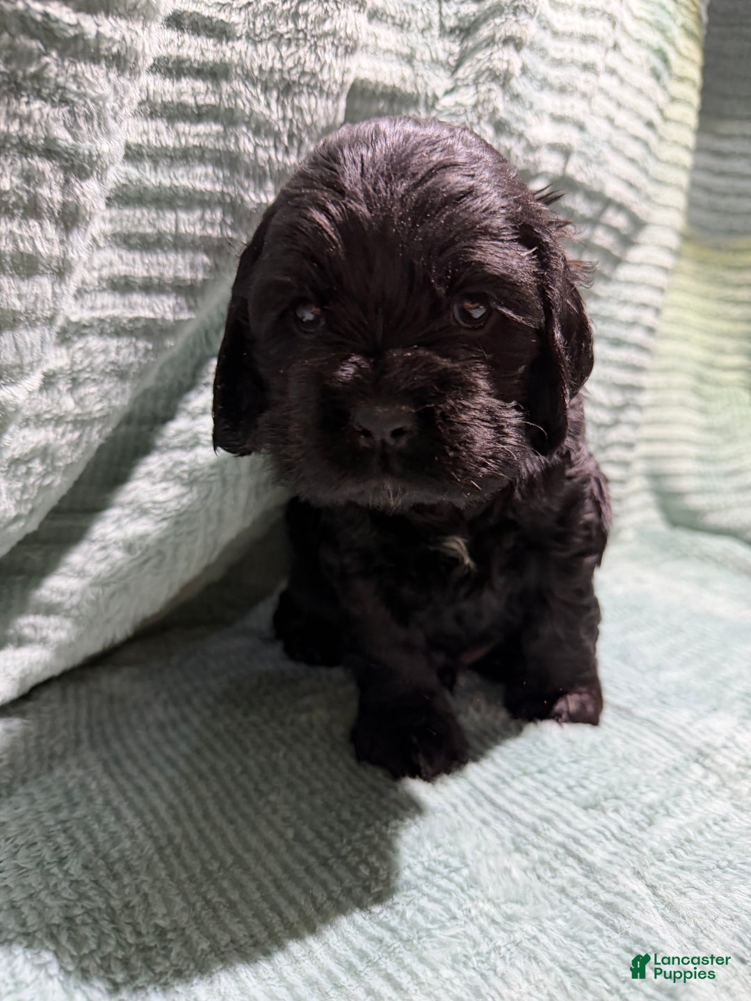 Cocker Spaniel dogs for sale: Cocker Spaniel Puppy 2 - Ad 1