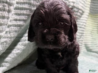 Cocker Spaniel dogs Cocker Spaniel Puppy 2 - Ad 42