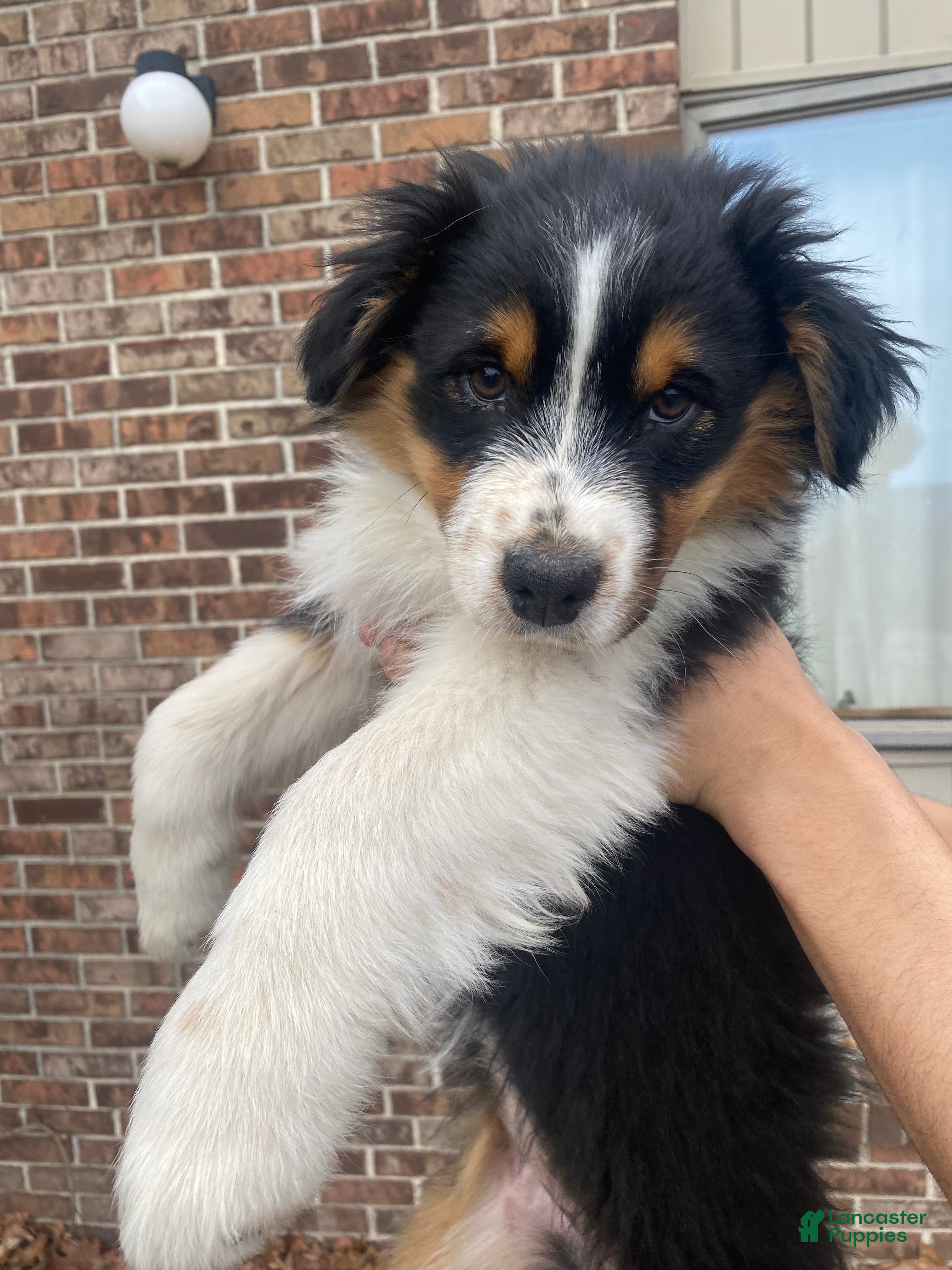 Australian Shepherd dogs Belle - Ad 1
