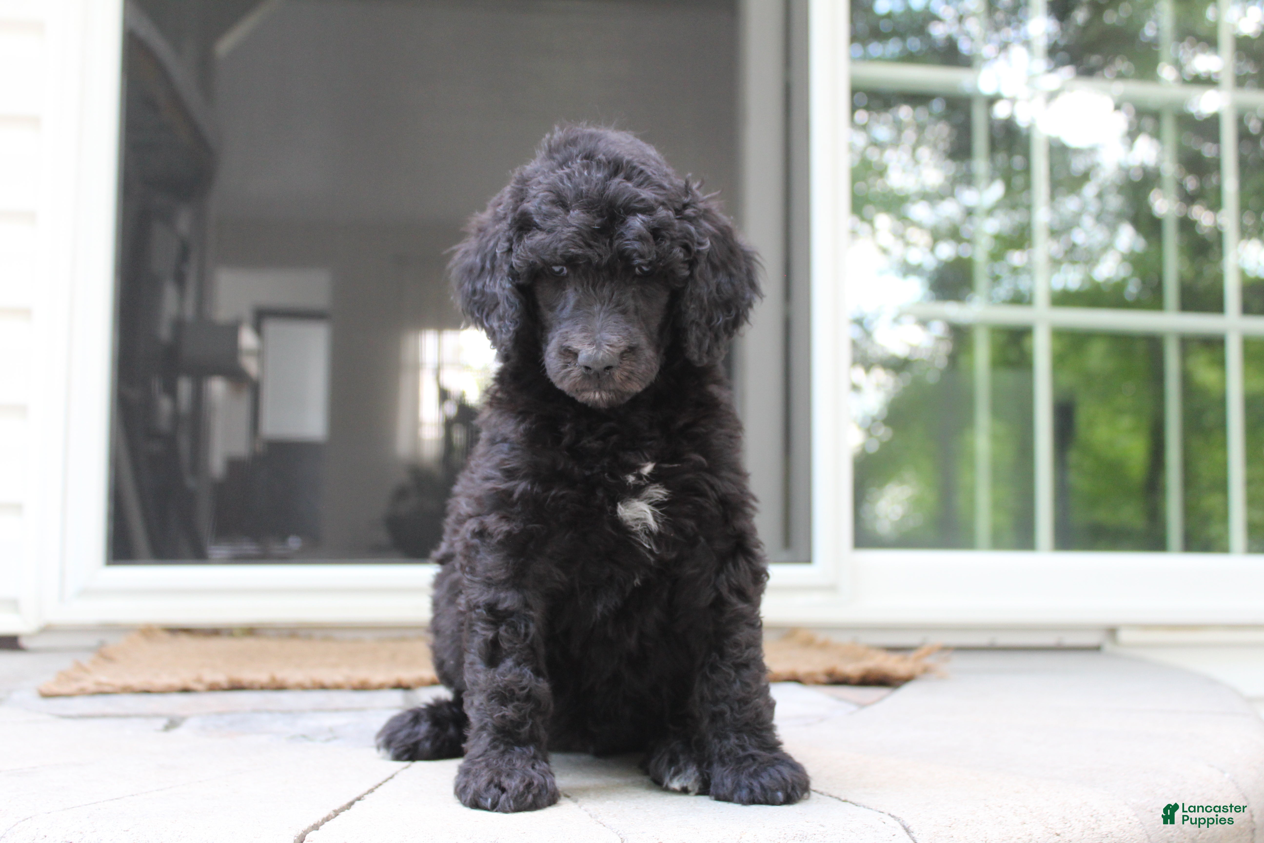 Standard Poodle dogs Millie AKC  - Ad 1