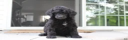 Standard Poodle dogs for sale: Millie AKC  - Ad 1