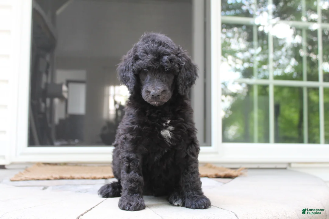 Standard Poodle dogs for sale: Millie AKC  - Ad 1