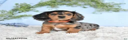Miniature Dachshund dogs for sale: Hershey - Ad 5