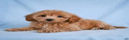 Cavapoo dogs for sale: LILLY - Ad 6