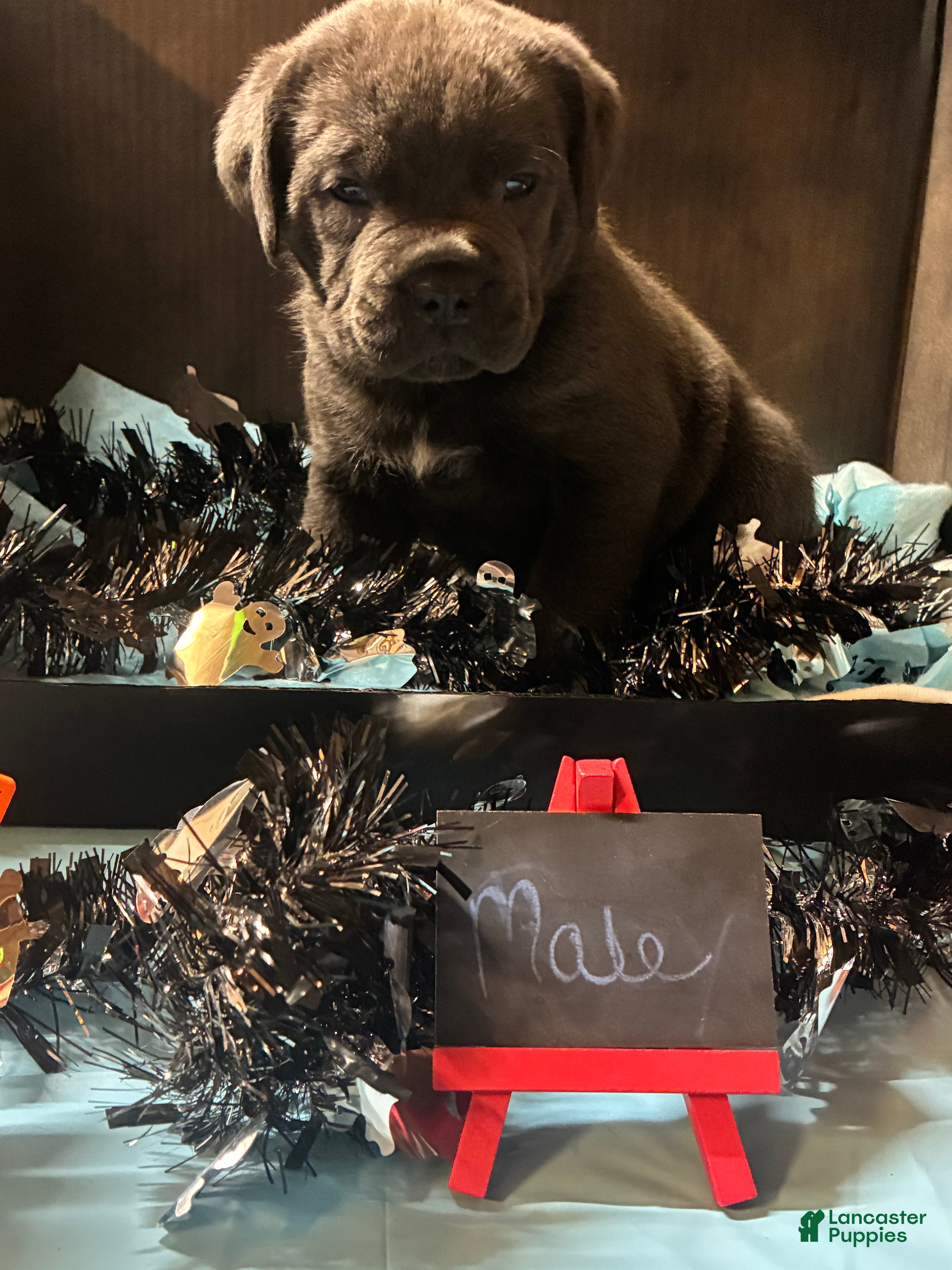 Cane Corso dogs Cane Corso 7 - Ad 1