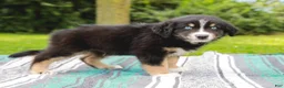 Australian Shepherd dogs for sale: Skipper - Ad 5