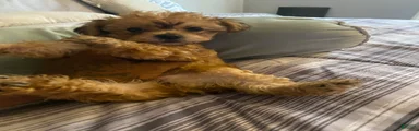Yorkshire Terrier 3