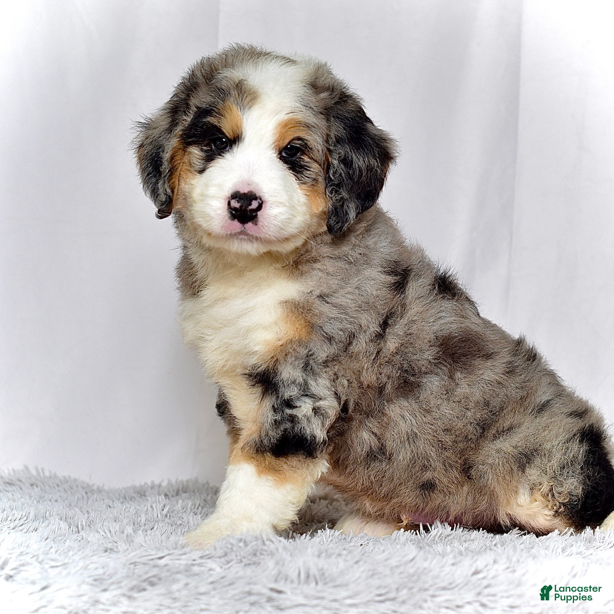 Bernedoodle dogs Mr. Hugo - Ad 2