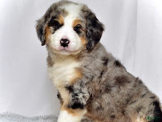 Bernedoodle dogs Mr. Hugo - Ad 9