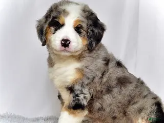 Bernedoodle dogs Mr. Hugo - Ad 31