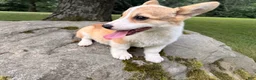 Welsh Corgi Pembroke dogs for sale: DEXER - Ad 21