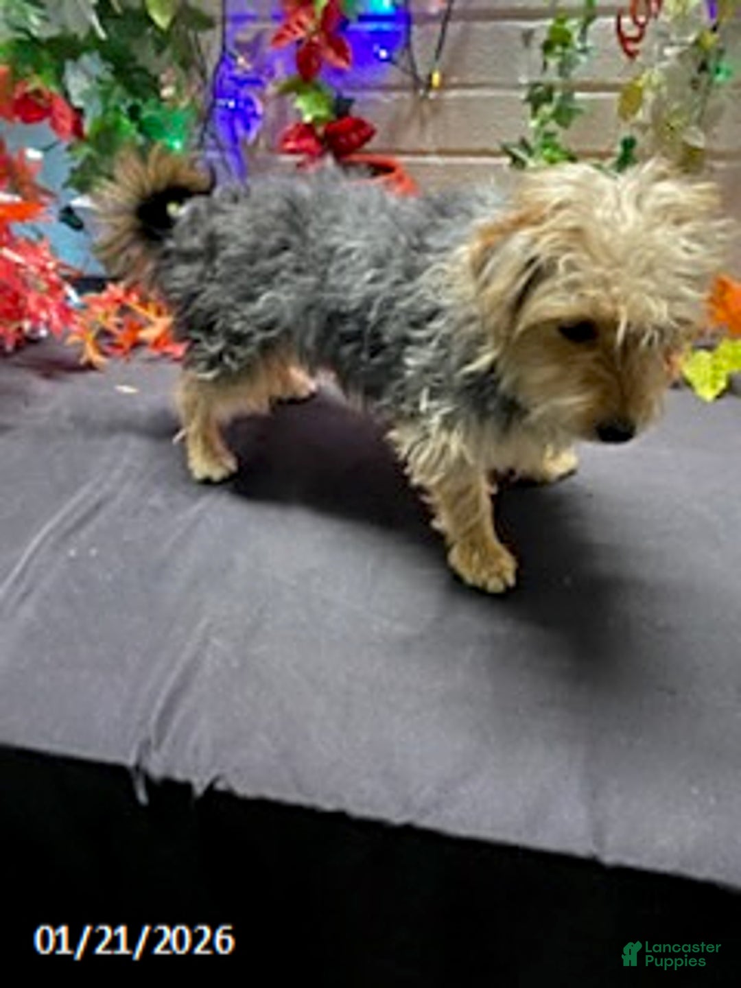 Yochon dogs for sale: Sean - Ad 10