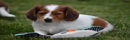 Miniature Dachshund dogs for sale: Cosmo - Ad 2