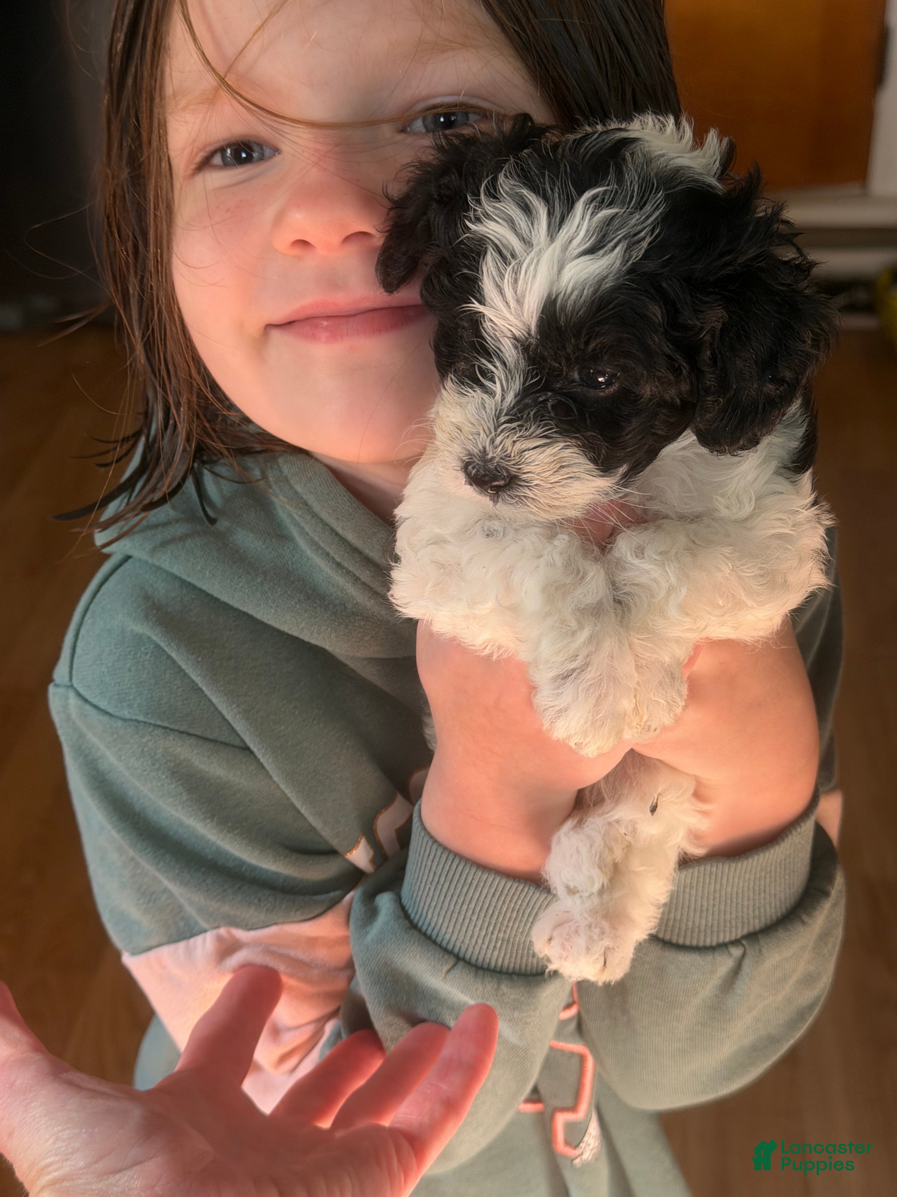 Mixed Breed dogs Strawberry - Ad 13