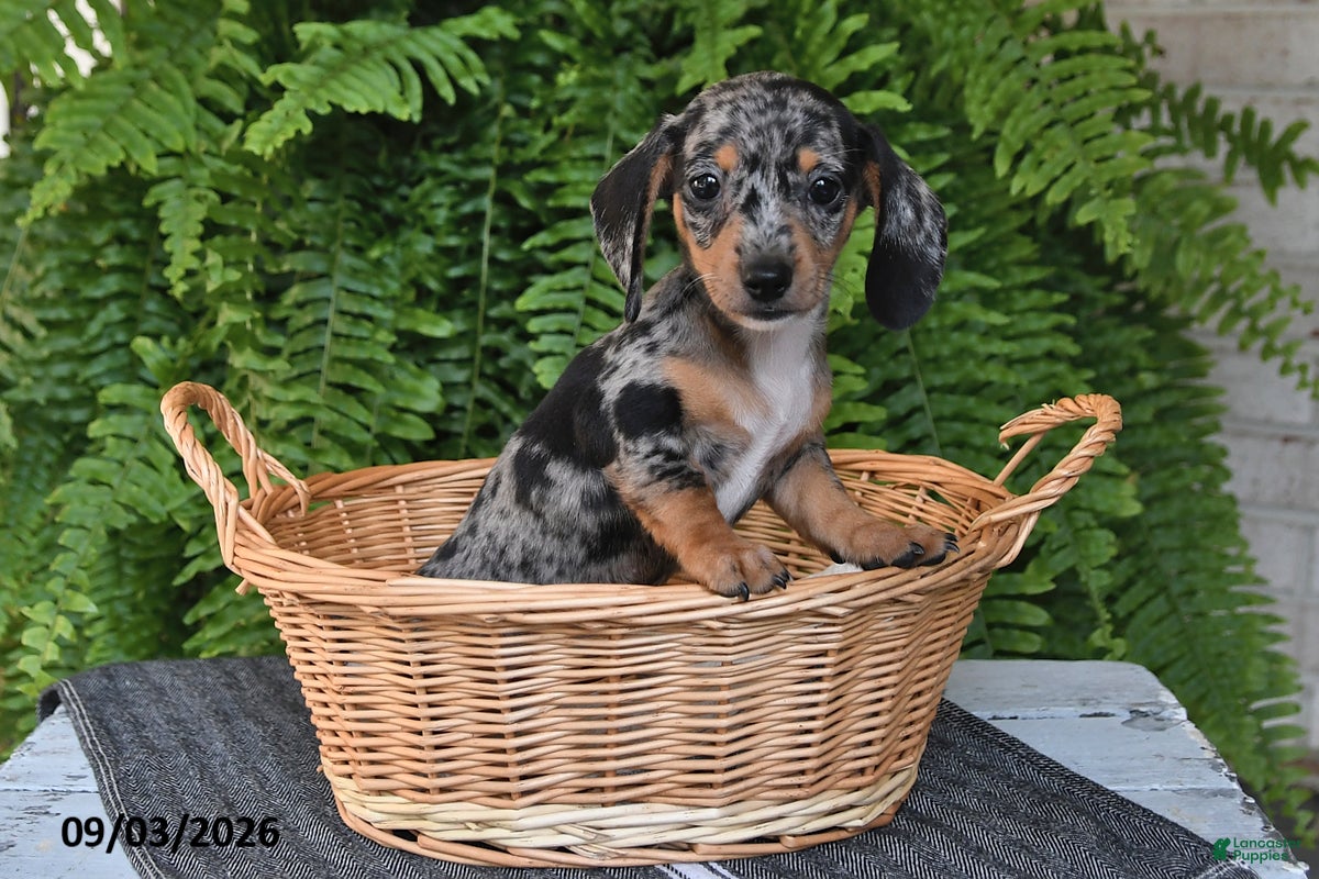 Miniature Dachshund dogs Mindy - Ad 2