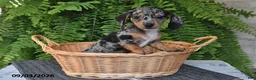 Miniature Dachshund dogs for sale: Mindy - Ad 2