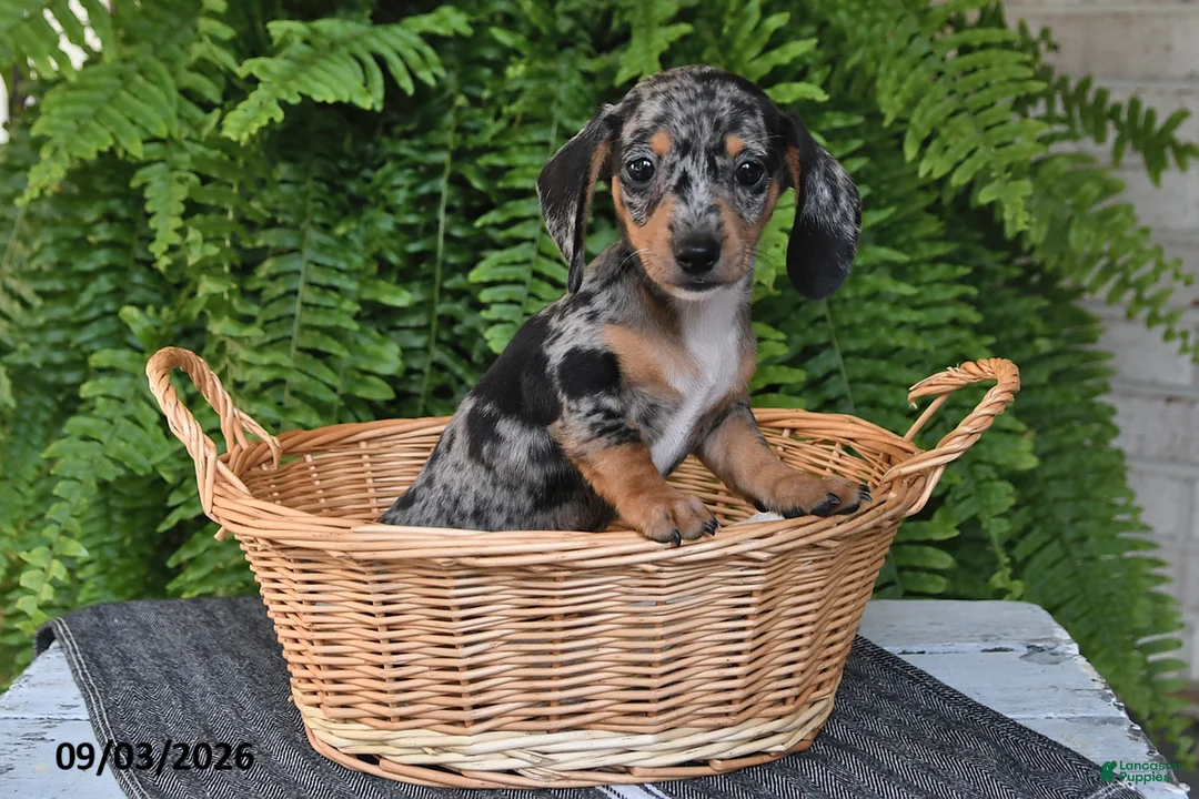 Miniature Dachshund dogs for sale: Mindy - Ad 2