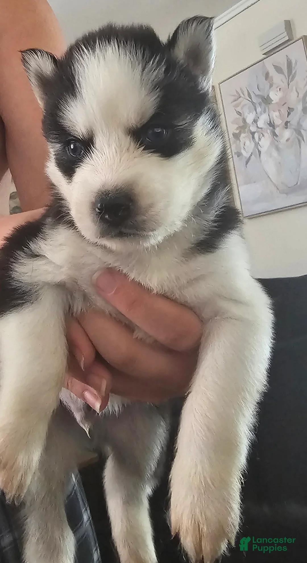 Siberian Husky dogs for sale: Casper - Ad 2