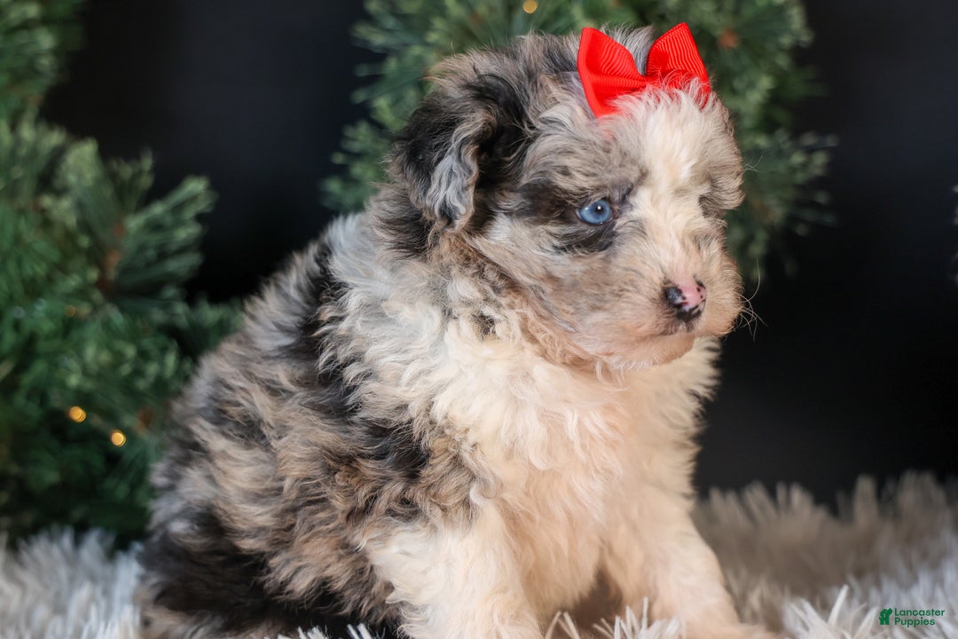 Mini Aussiedoodle dogs for sale: Gloria - Ad 4
