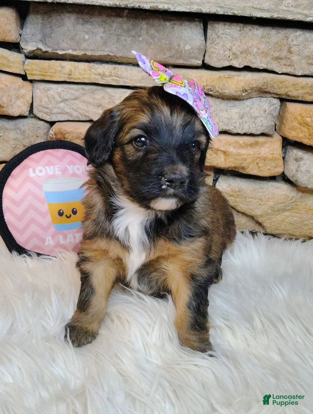 Saint Berdoodles dogs for sale: Rosie Cotton F1b Mini Saint Berdoodle - Ad 3