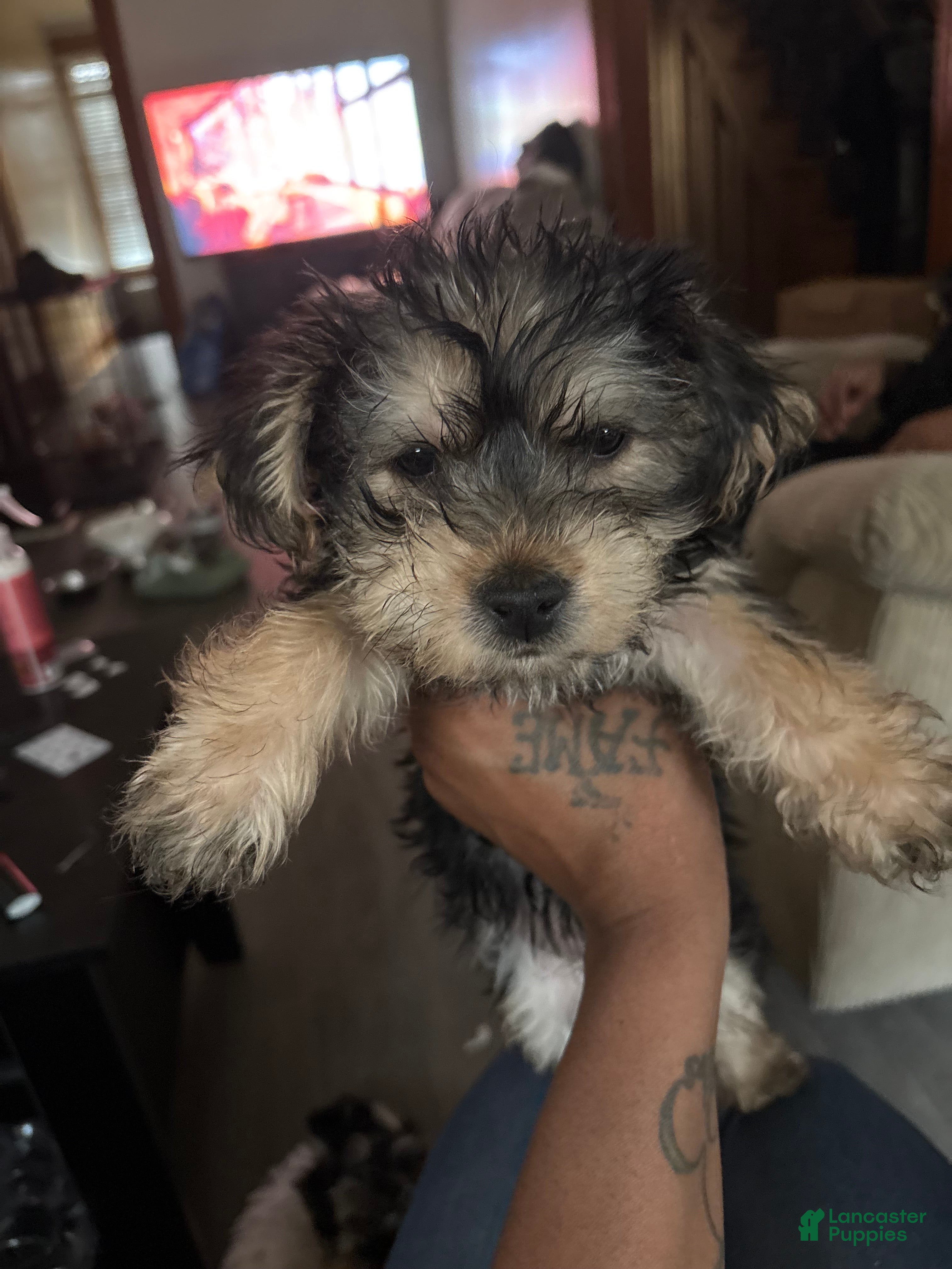 Yorkiepoo dogs Yorkiepoo Puppy 4 - Ad 35