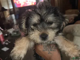 Yorkiepoo dogs Yorkiepoo Puppy 4 - Ad 35